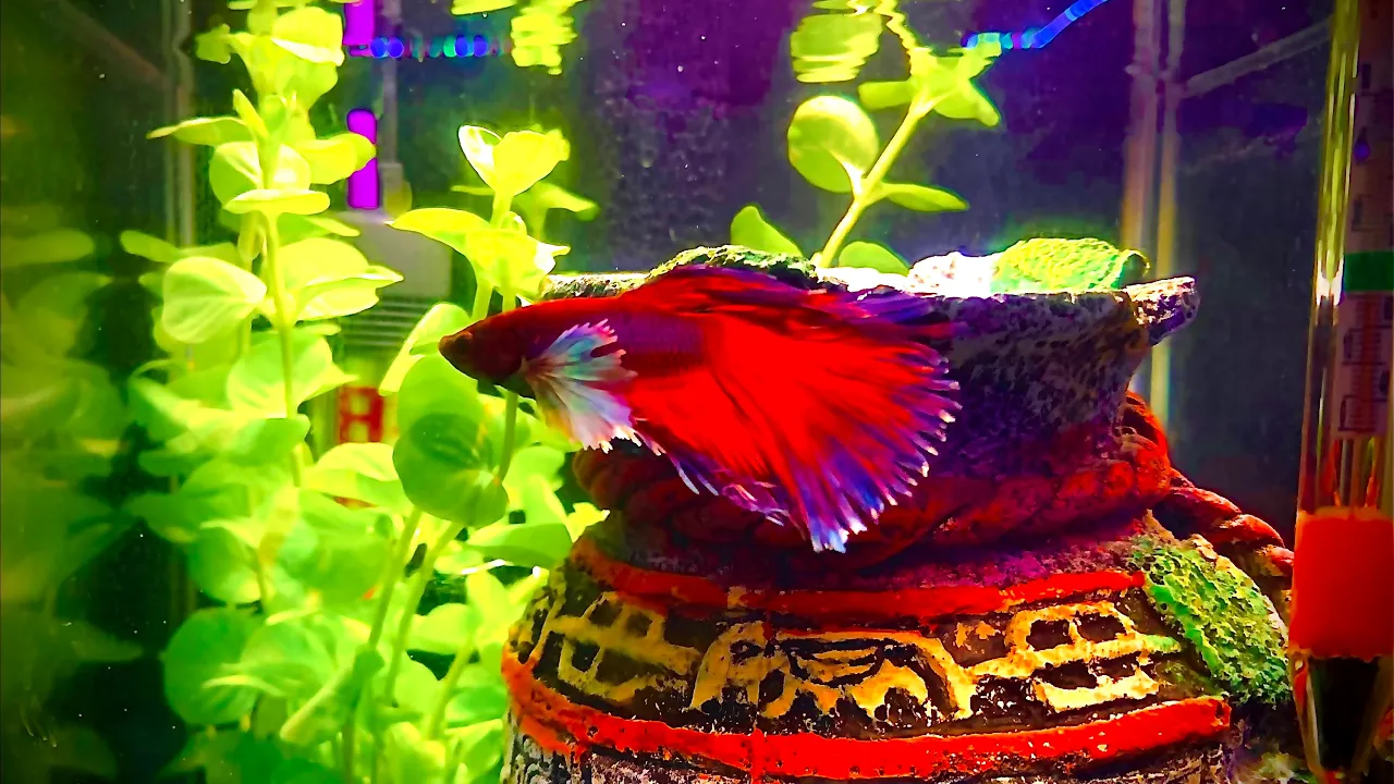 Fishy Just Swimmin 17th July 2020.