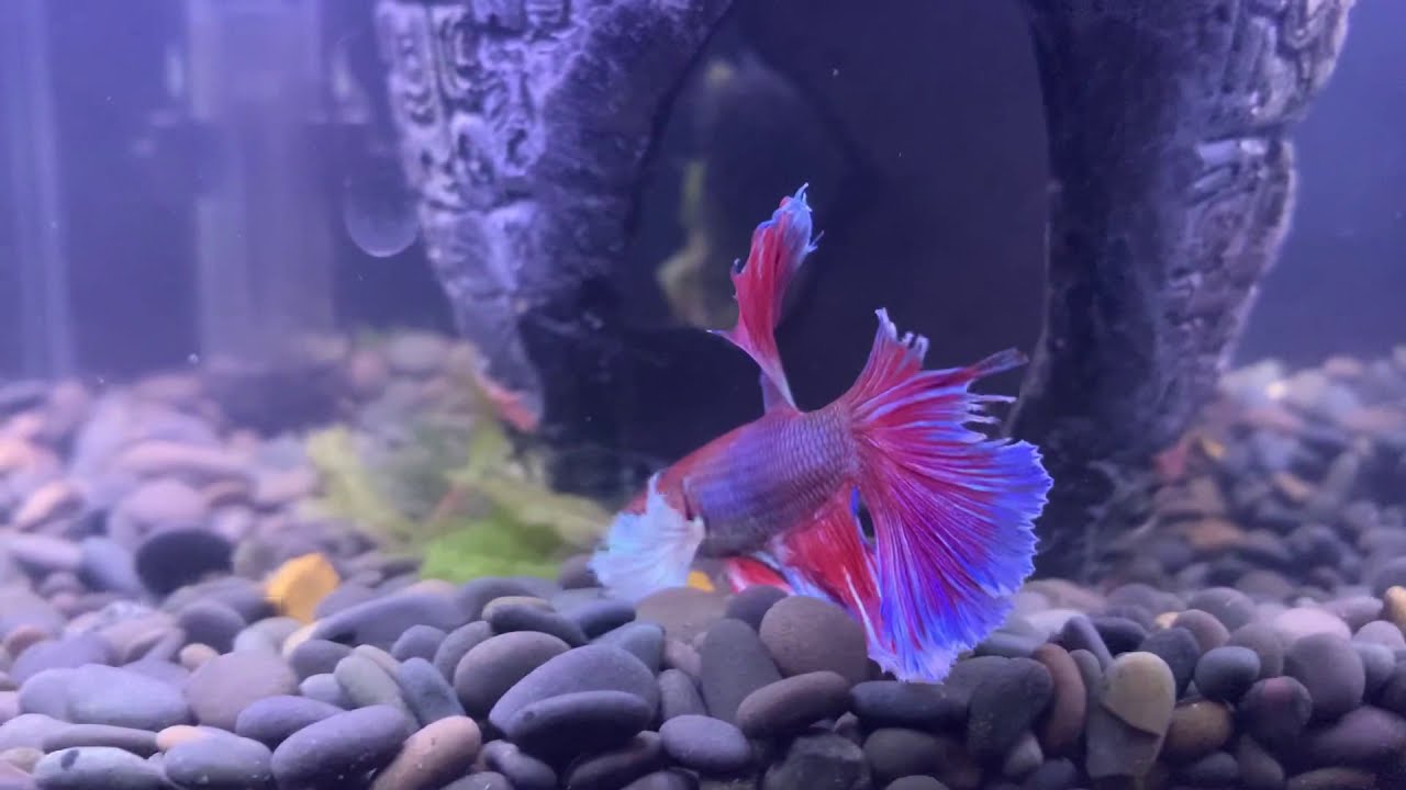Elephant Betta Fish swimming around for 2 minutes.
