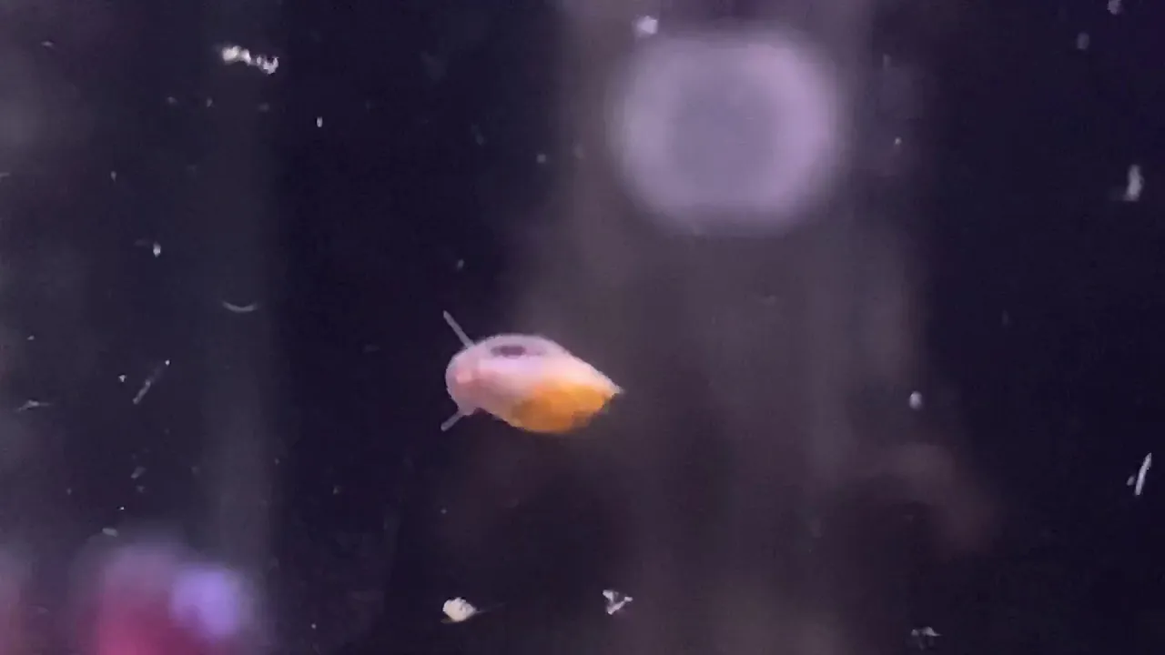 Baby Bladder snail just chilling on glass.