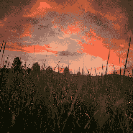 Cool grass photo.
